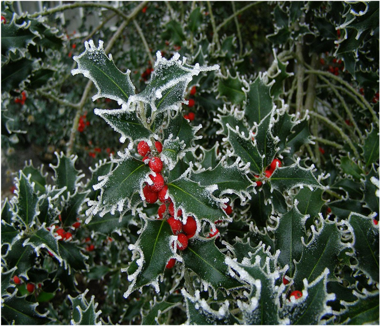 The CEP Newsletter - December  21